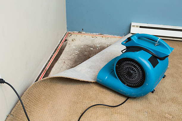Best Local water damage restoration  in Beltsville, MD